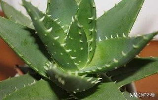 中和毒性，植物有救！