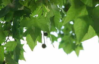 青杠树：大自然的坚韧之舞