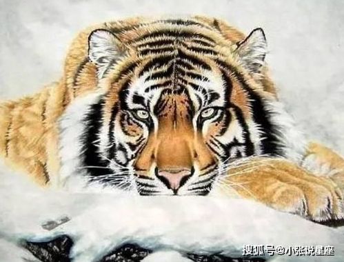 属虎什么花最旺财最旺人
