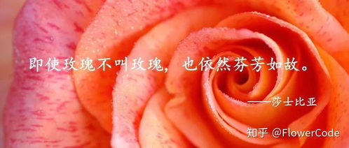 “玫瑰品种大全，你了解哪些独特品种
