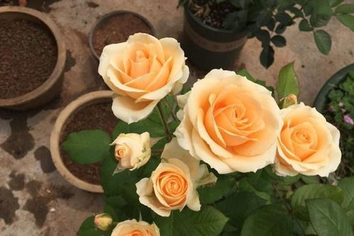 月季花束的魅力