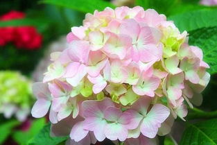 八仙花图片大全，这抹紫色