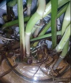 绿萝烂根，水培方法不当