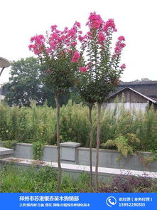 紫薇树，价格是多少？