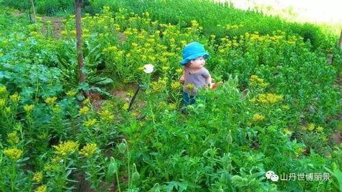 小区草地如何节省60%养护成本？园艺师揭秘种植技巧