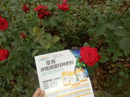 栽苗时节， 阳光玫瑰需呵护
