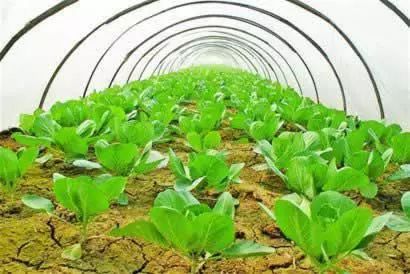 11月种植花卉指南：北方冬季花卉养护秘籍