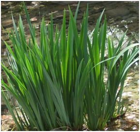 菖蒲的种类多，具体有几个品种呢？