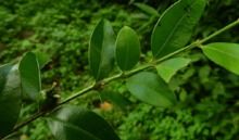 大叶黄杨的繁殖与栽培，你了解多少？