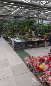 陈砦花卉市场，营业时间揭秘