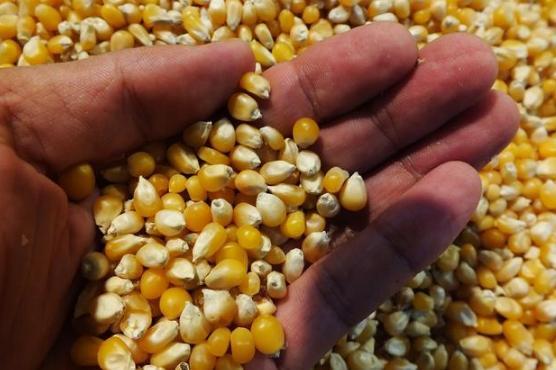 麦麸替代玉米后每吨饲料能节省多少成本？
