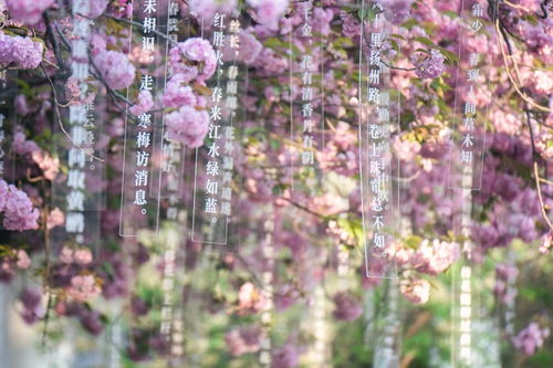 花草树木图片大全，高清壁纸