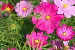 格桑花，藏语中“美好时光”之意