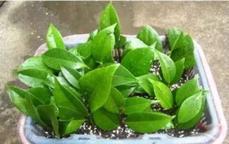 土壤， 生根的伙伴