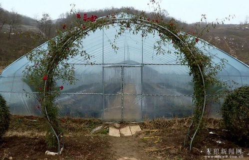 谷雨暮春，月季花开正艳