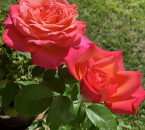 月季的虫害，如何解决