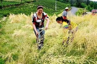 农业养殖新挑战，你遇到过哪些难题