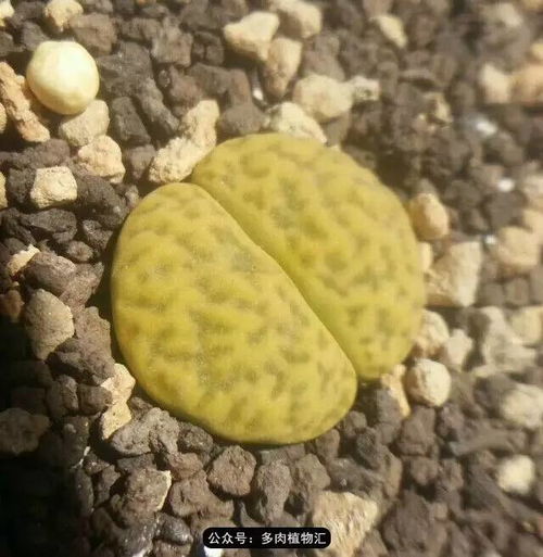 第一步：准备好工具和材料