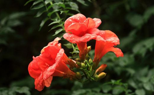 凌霄花的阳光需求