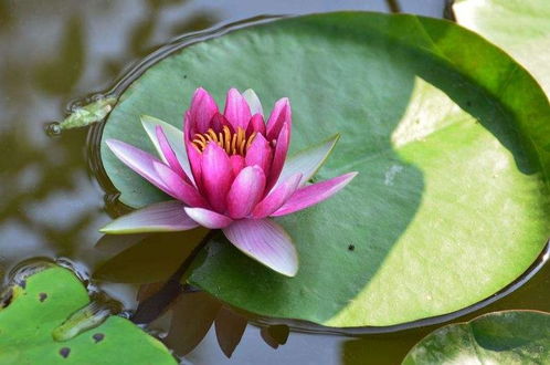 睡莲的根茎， 那可是个好东西