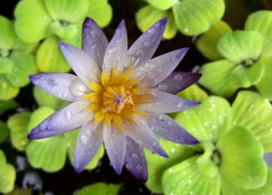 夏季分株， 保持睡莲活力