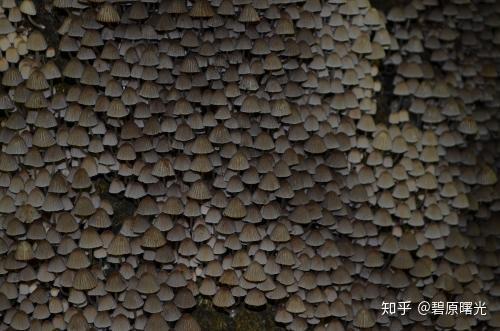 草菇栽培中菌丝萎缩，原因不明
