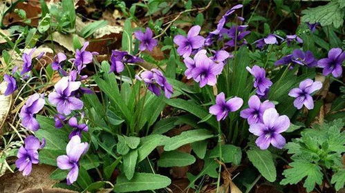 紫草种植小知识