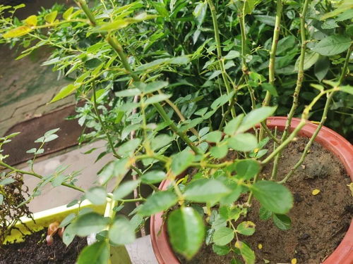 勺药花开花后叶子出现白色,似白石灰
