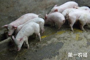 猪腹泻由多种因素引起，如何有效防治？