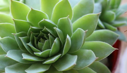 多肉植物疯长怎么办？如何控制生长速度
