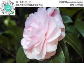 探寻淡绿色山茶花的奥秘