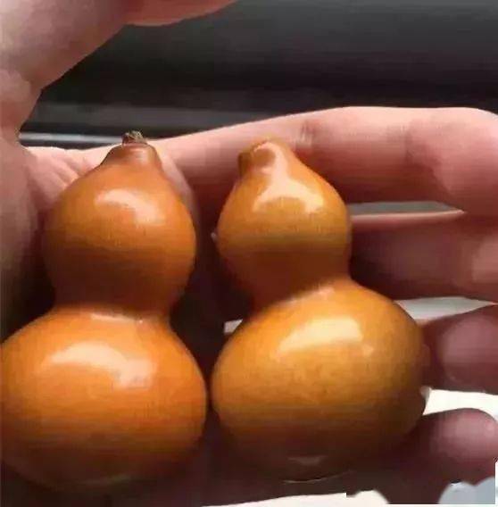 葫芦皮干后如何巧妙去皮拆分