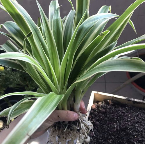 四月份葱兰换盆的蕞佳时间揭秘