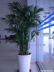 花卉租赁是个啥行业？