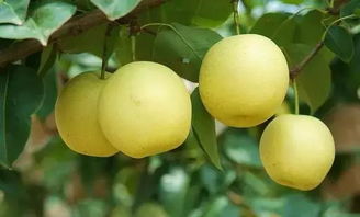 秋季适合种植的水果