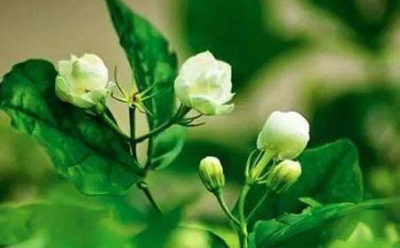 北方荷花的种植，你了解多少？