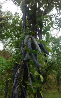 优质皂角种子选购