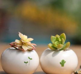 多肉约瑟琳长平养护：适量浇水