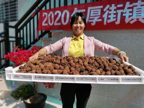 又晒又卖荔枝干，古老产业焕新颜