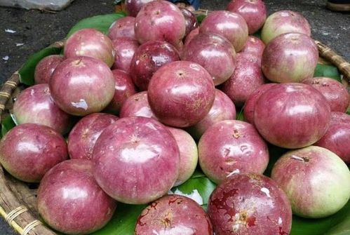 星苹果的海外风光