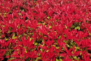 一、 探寻红叶石楠的秘密