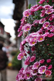 云南的另类“出位”养花方式