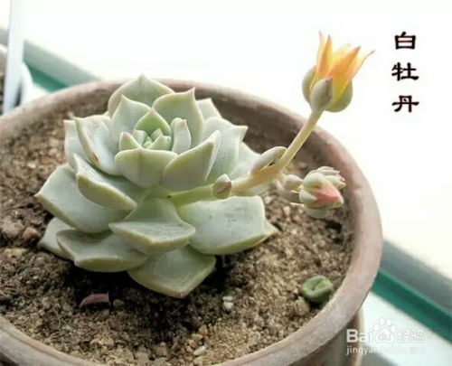 多肉植物养护技巧，如何让它们绽放光彩