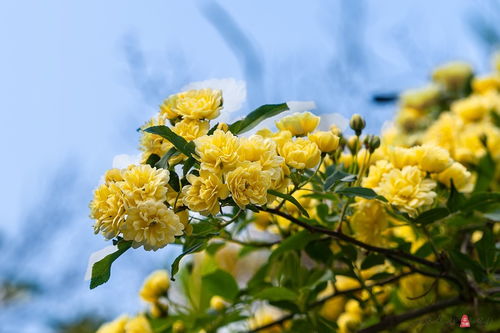 木香花核心黄色，为何如此耀眼
