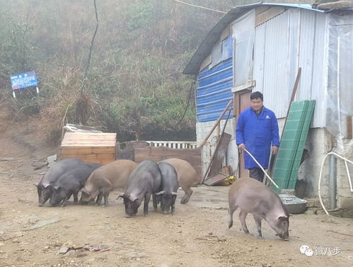 猪场兴旺，养殖致富路畅通