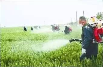 小麦“一喷三防”
