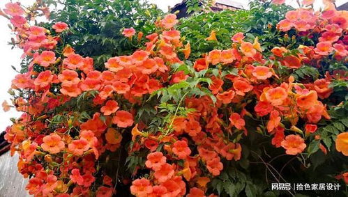 第二种：美丽凌霄花