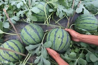 棚室西瓜种植时常见的病虫害有哪些防治方法？