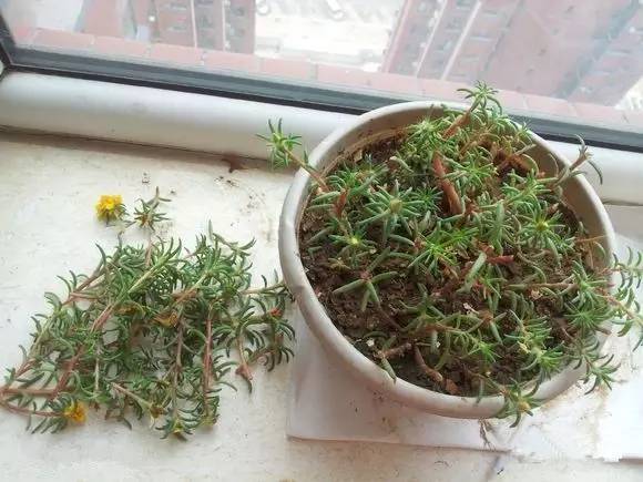 夏季开花草本，播种时间表！