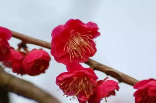 梅花品种大全中，有哪些品种的梅花是粉色的？